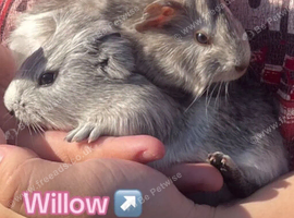 Winnie and willow read description