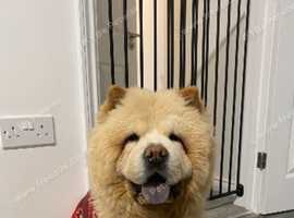 Cream rough coat chow chow for stud
