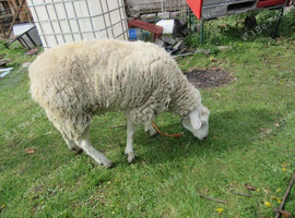 very friendly wether sheep for sale