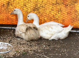 Bonded pair unrelated male female embden goose