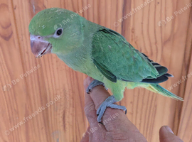 Hand reared green IRN for sale x 2