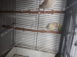 lutino greenfinches..males and females