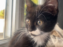 Kitten for sale