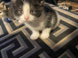 Kittens