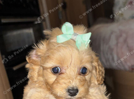 Gorgeous Cockapoo Puppies &ndash; 1 Boy & 2 Girls Available
