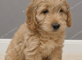 Cockapoo pups ready