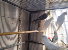 Pure white with red eyes