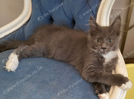 Maine coon