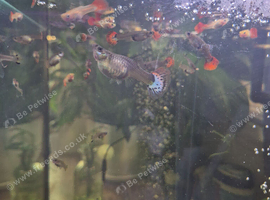 Guppy Babies Need Home