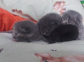 Kittens
