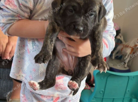 Staffy x mastiff