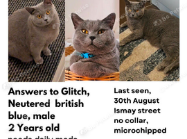 Missing cat