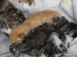 Lovely kittens for sale
