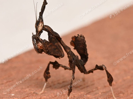 10 Ghost mantis