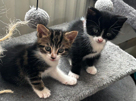 Kittens for sale