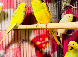 Young Budgies