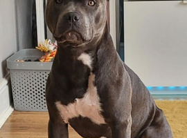 Staffordshire Bull terrier Stud ,KC Registered