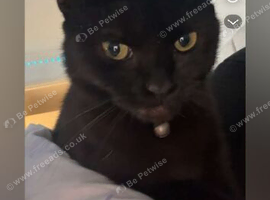 Cat for rehome