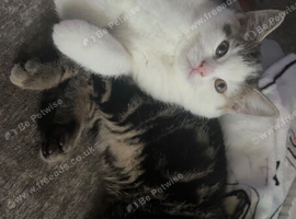 2 little boys looking for there forever homes