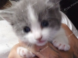 Beutiful female kittens for sale