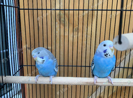 Baby budgies for sale