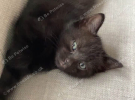 Black boy kitten