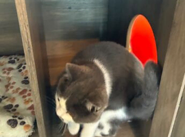 BEAUTIFUL BRITISH SHORT & LONG HAIRED KITTENS READY FOR THEIR LOVING HOMES