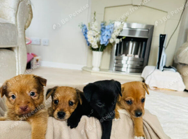 Beautiful patterjack puppies
