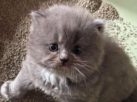 Persian kittens