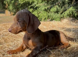 Gorgeous miniature dachshund puppies looking for there new homes
