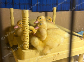 White Cherry Valley Ducklings for Sale