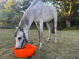 2 year old section b gelding