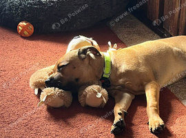6month Staffie