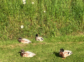 Call ducks