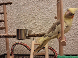 Cockatiel please read full ad