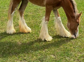 Yearling Cob filly