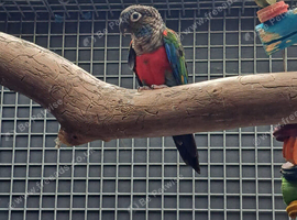 Male Conure
