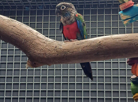 Conures x2