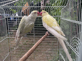 Yellow and white ring neck pair.