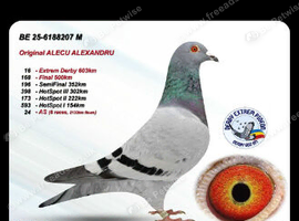 Race pigeon