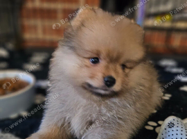 I litle boy