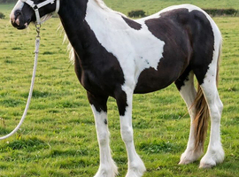 Child best friend 2yr filly to make 14.1