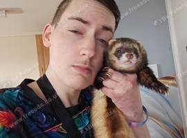 Wild polecat Trained house pet 4 years old biggest and healthy top for breeders the female died and he's missing her he needs a new home to make him h