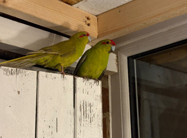 Very beautiful kakariki for sale
