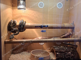 Adult Carpet Python