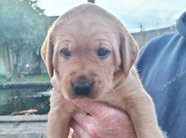 Golden Labrador Retriever Puppies and Dogs for sale in Emsworth ...
