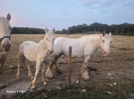 Cremello colt foal born November 2025