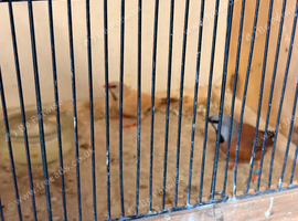 6 heck's 1 parson finch