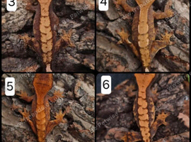 Juvenile Crested Geckos with full Lineage