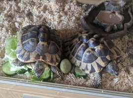 2 Herman tortoises looking for a loving home.